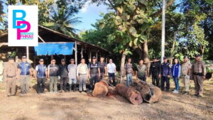 ศป.ปส.อ.สูงเม่น ยึดไม้ชิงชัน