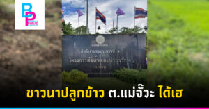 ชาวนาปลูกข้าว ต.แม่จั๊วะได้เฮ